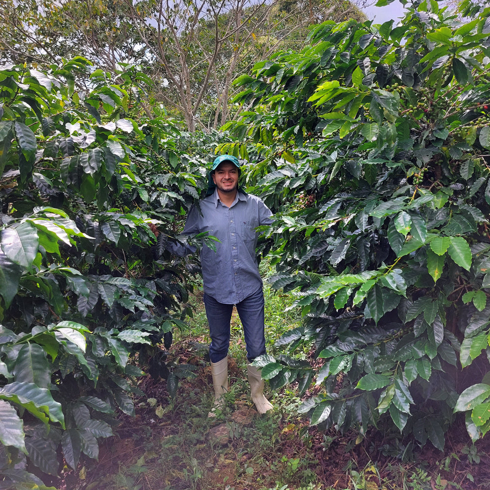 Honduran Espresso Blend Coffee - 6-Pack - 4.5LB