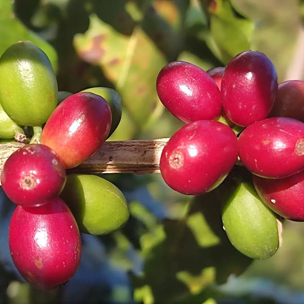 Honduran Espresso Blend Coffee