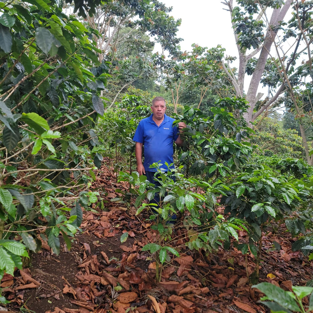 LAST FEW BAGS LEFT! Cup of Excellence Honduras Geisha (#10 Best)