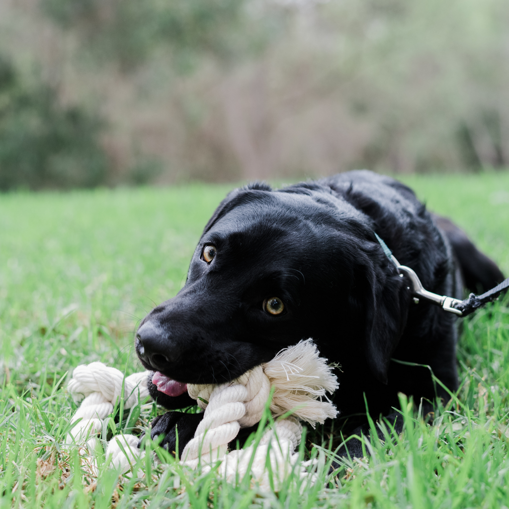 Boba & Vespa 100% Organic Cotton Rope Dog Toy - 5 Sizes