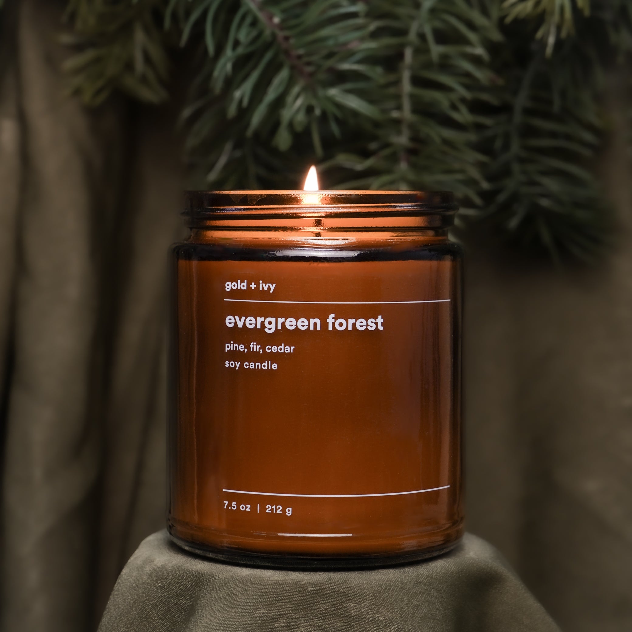 evergreen forest