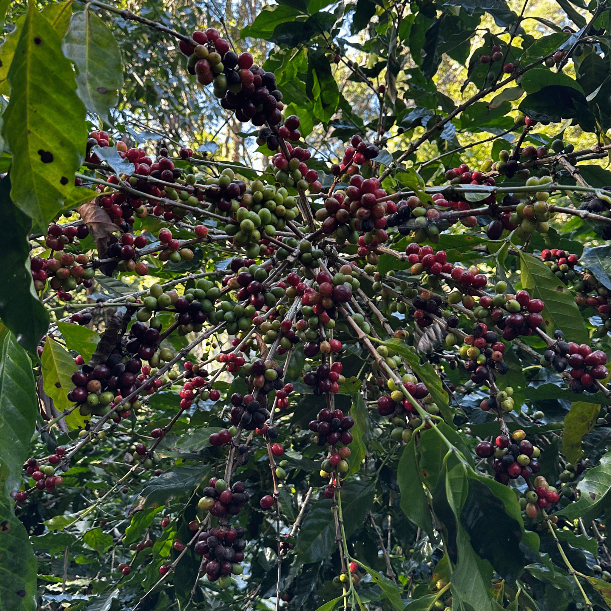 JAROON KHUNLAO DOUBLE HONEY