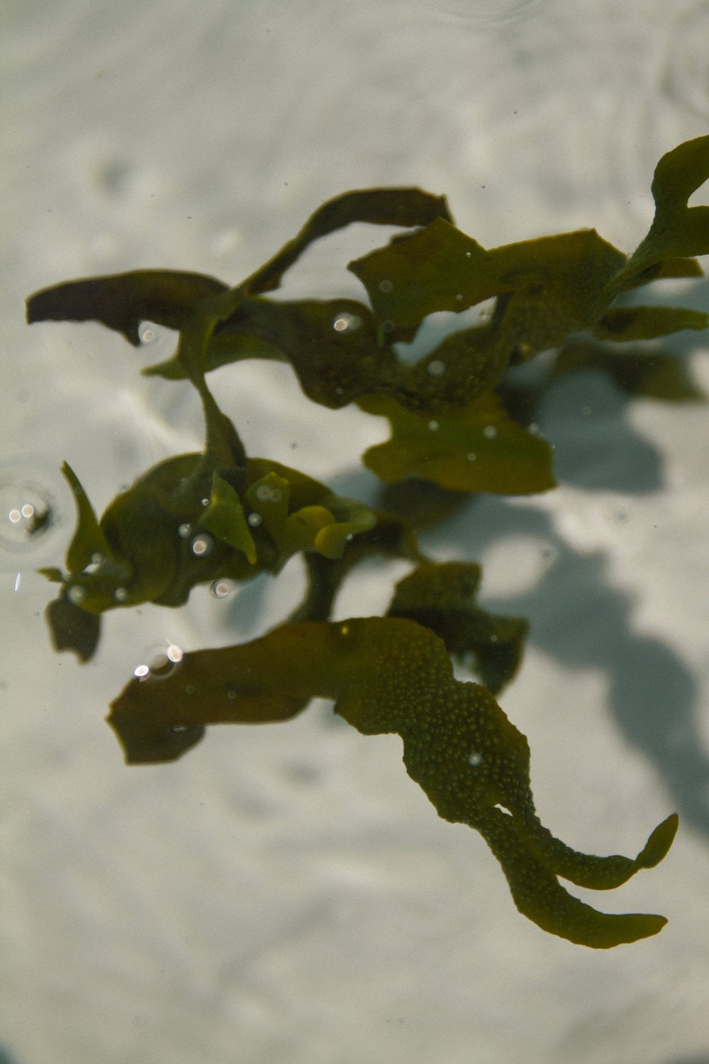 Sea Change – Seaweed Sphere Soap | Bladderwrack & Neroli